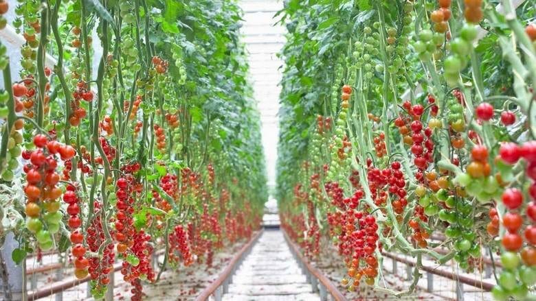 Indoor Agriculture